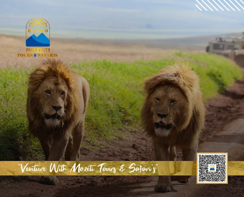 Mozeti Tour and Safari Book